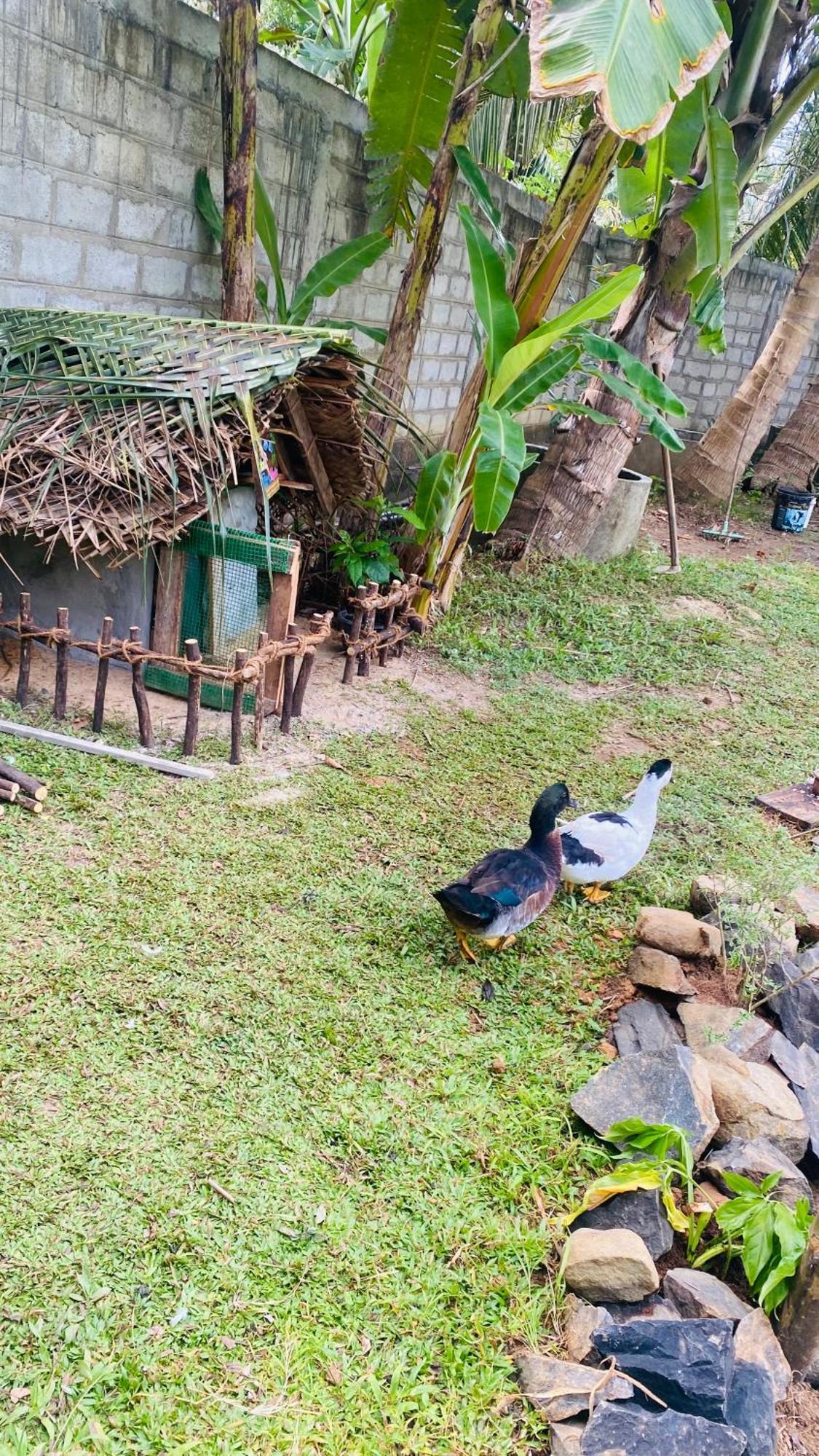 Silence Paradise Тангалла Экстерьер фото